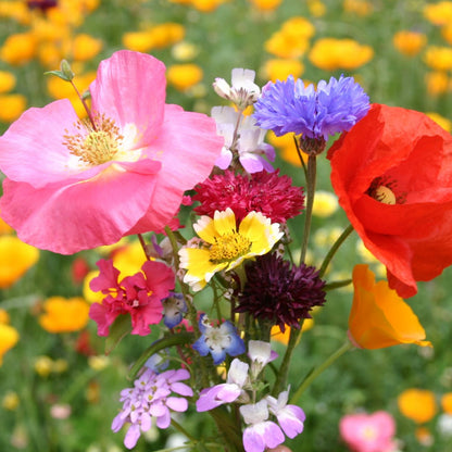 Bouquet Mix Wildflower plant