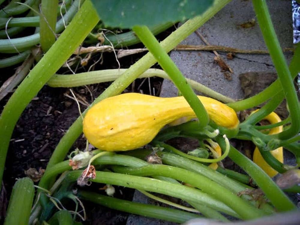 Early Summer Crookneck Squash Seeds for Planting