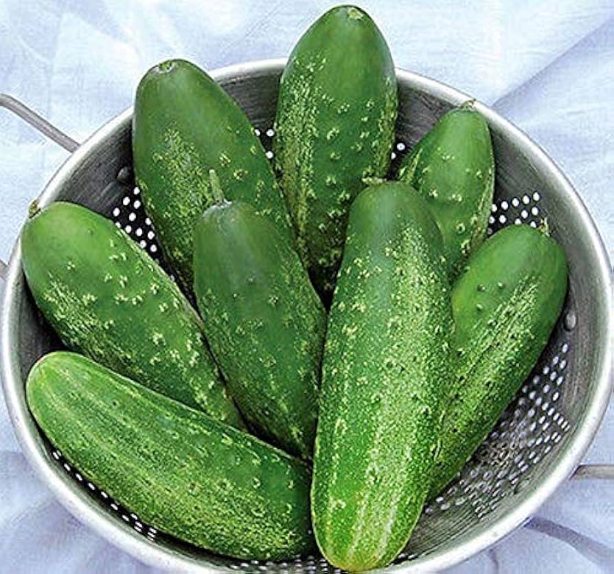 Early Fortune Cucumber Seeds
