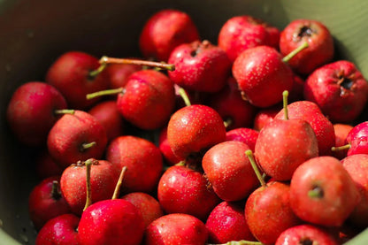 Eastern mayhaw fruit tree with clusters of white spring flowers, green foliage, and small red fruits growing in a natural garden setting.