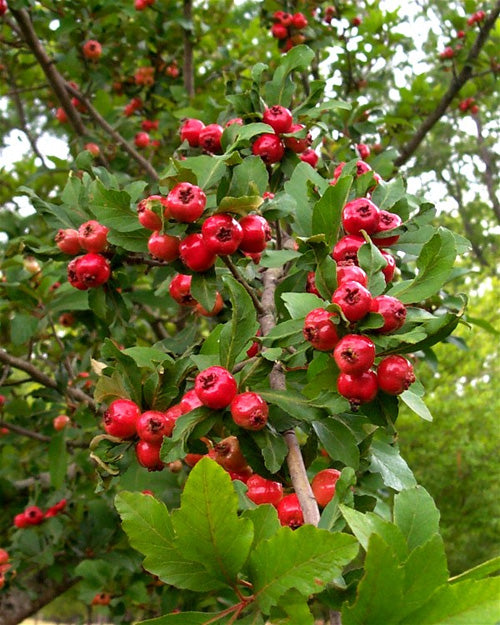 Eastern mayhaw fruit tree with clusters of white spring flowers, green foliage, and small red fruits growing in a natural garden setting.