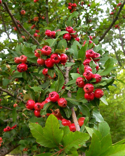Eastern mayhaw fruit tree with clusters of white spring flowers, green foliage, and small red fruits growing in a natural garden setting.