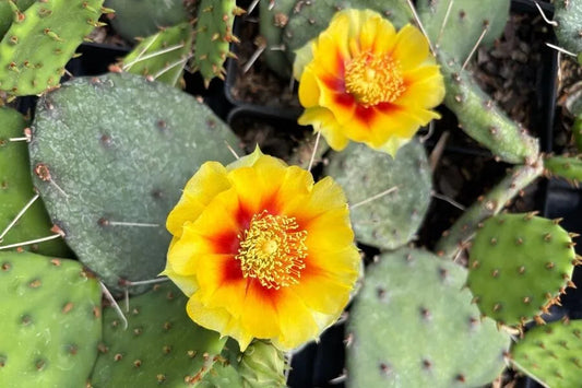 Yellow Opuntia flower seeds