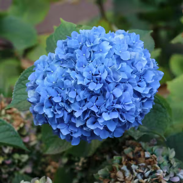 Dark Blue flower seeds