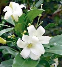 Fagraea Fragrant flower seeds