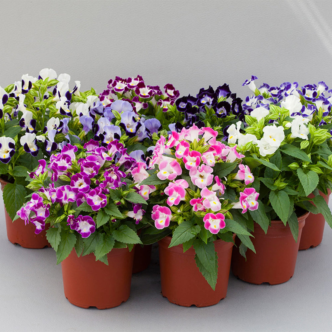 Torenia Kauai flower seeds