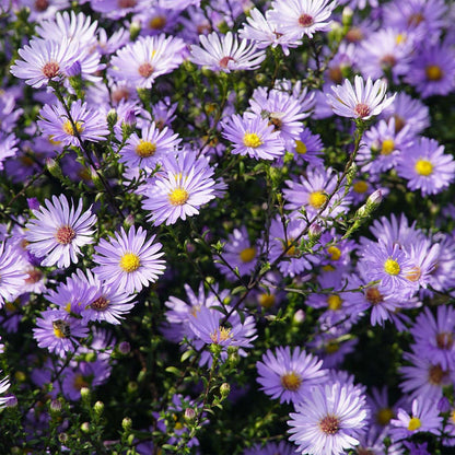 Violet Aster flower seeds