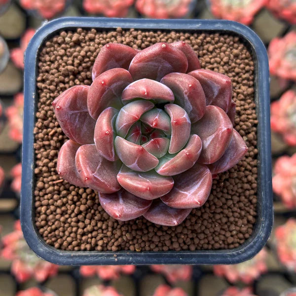 Brown Succulent flower seeds