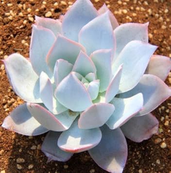 Echeveria Cante Succulent in Rock Garden Display