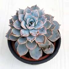 Echeveria Derenbergii Growing in Decorative Container