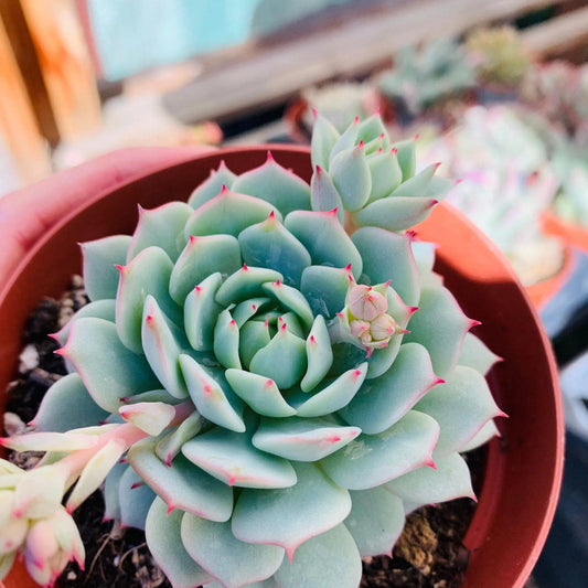 Echeveria Derenbergii Growing in Decorative Container