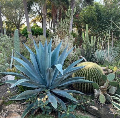 Blue Echeveria Purpusorum succulent plant with compact blue-green rosette foliage