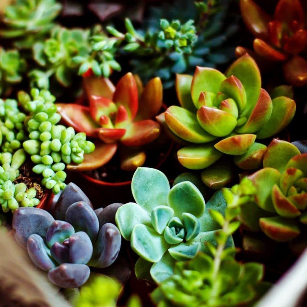 Color Echeveria flower seeds