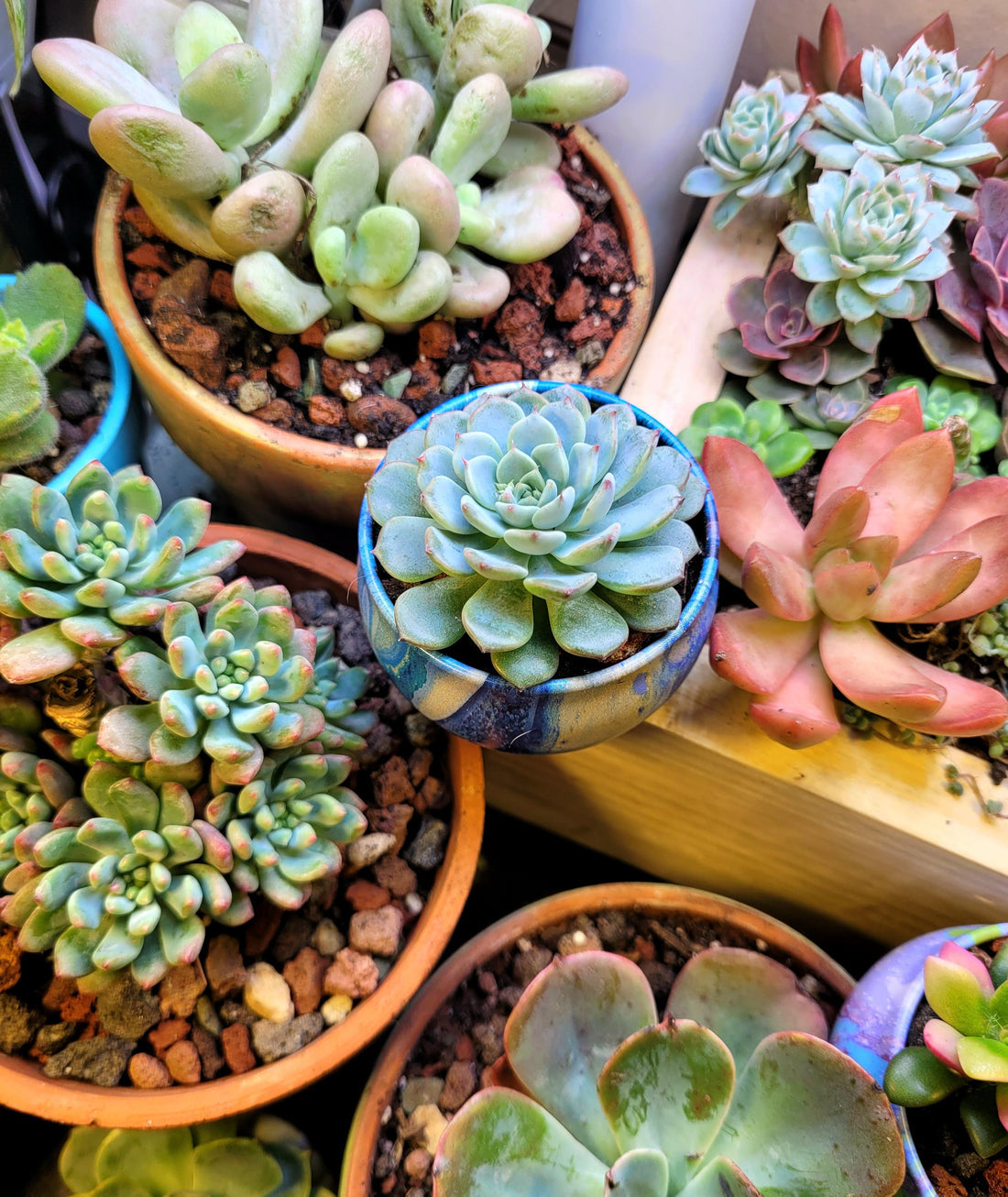Echeveria flower seeds