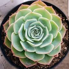 Mature Echeveria Rosette with Powdery Blue Green Foliage