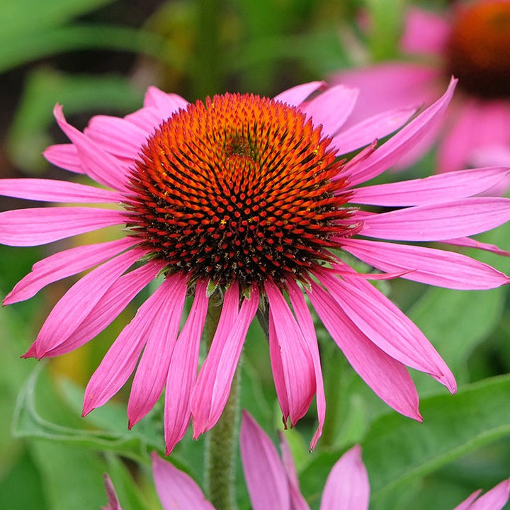 Echinacea Coneflower flower seeds