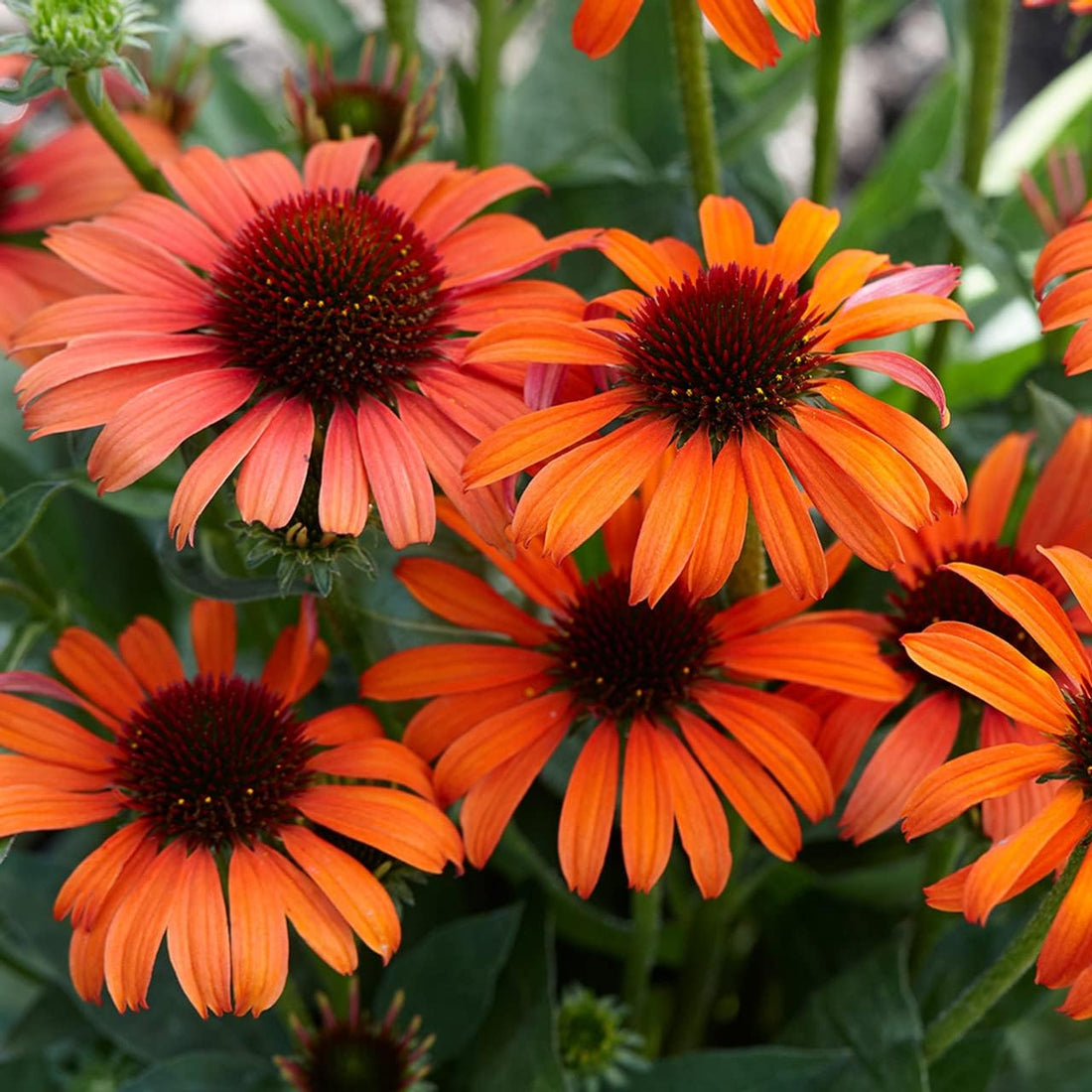 Echinacea flower seeds