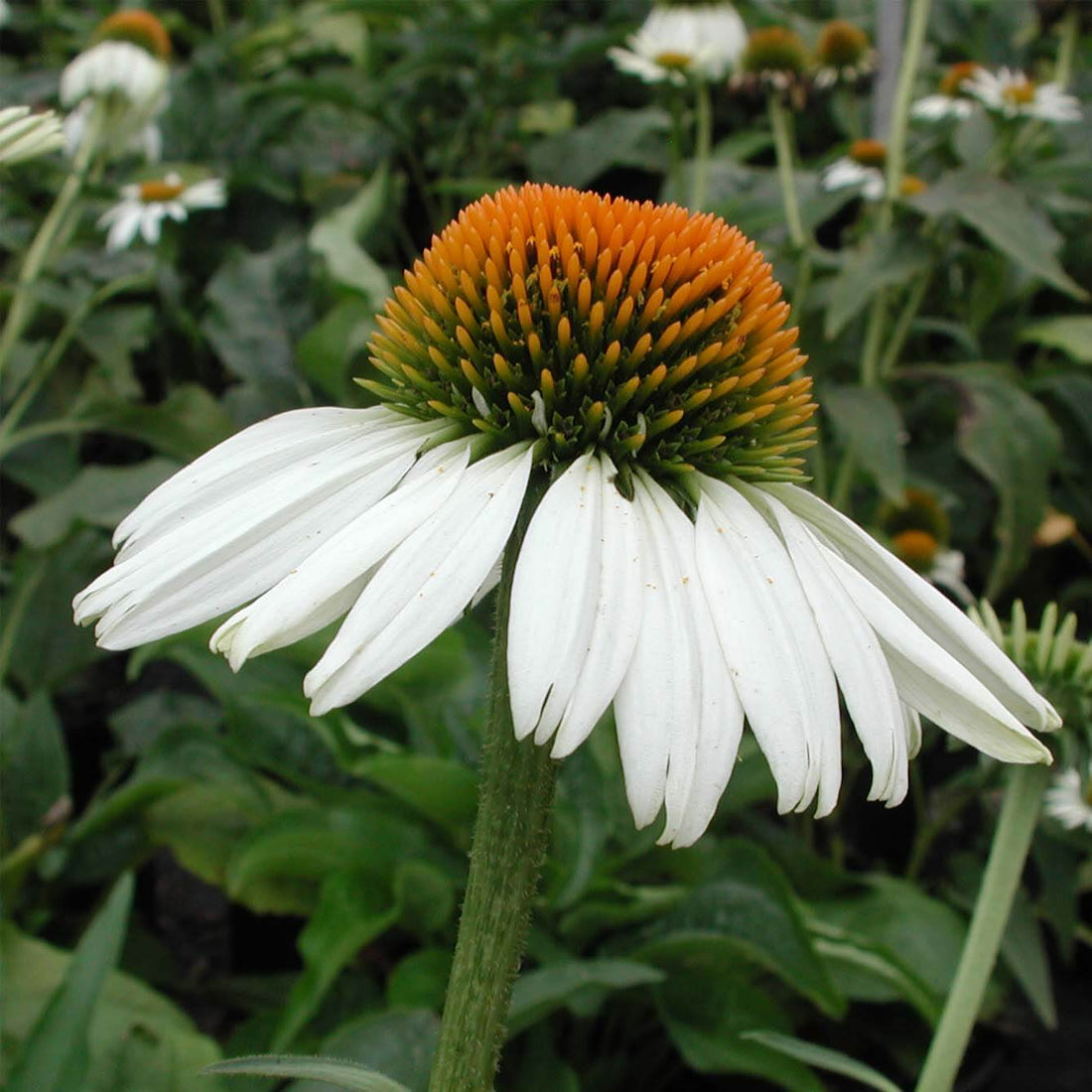 White Echinacea flower seeds