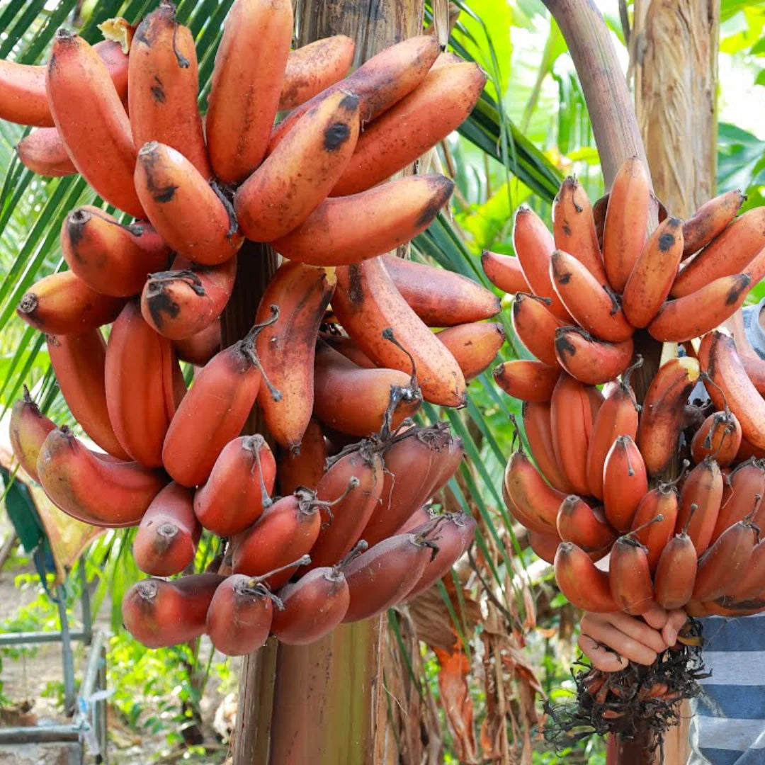 Red Banana Fruit Seeds for Planting – Heirloom Non-GMO Garden Seeds