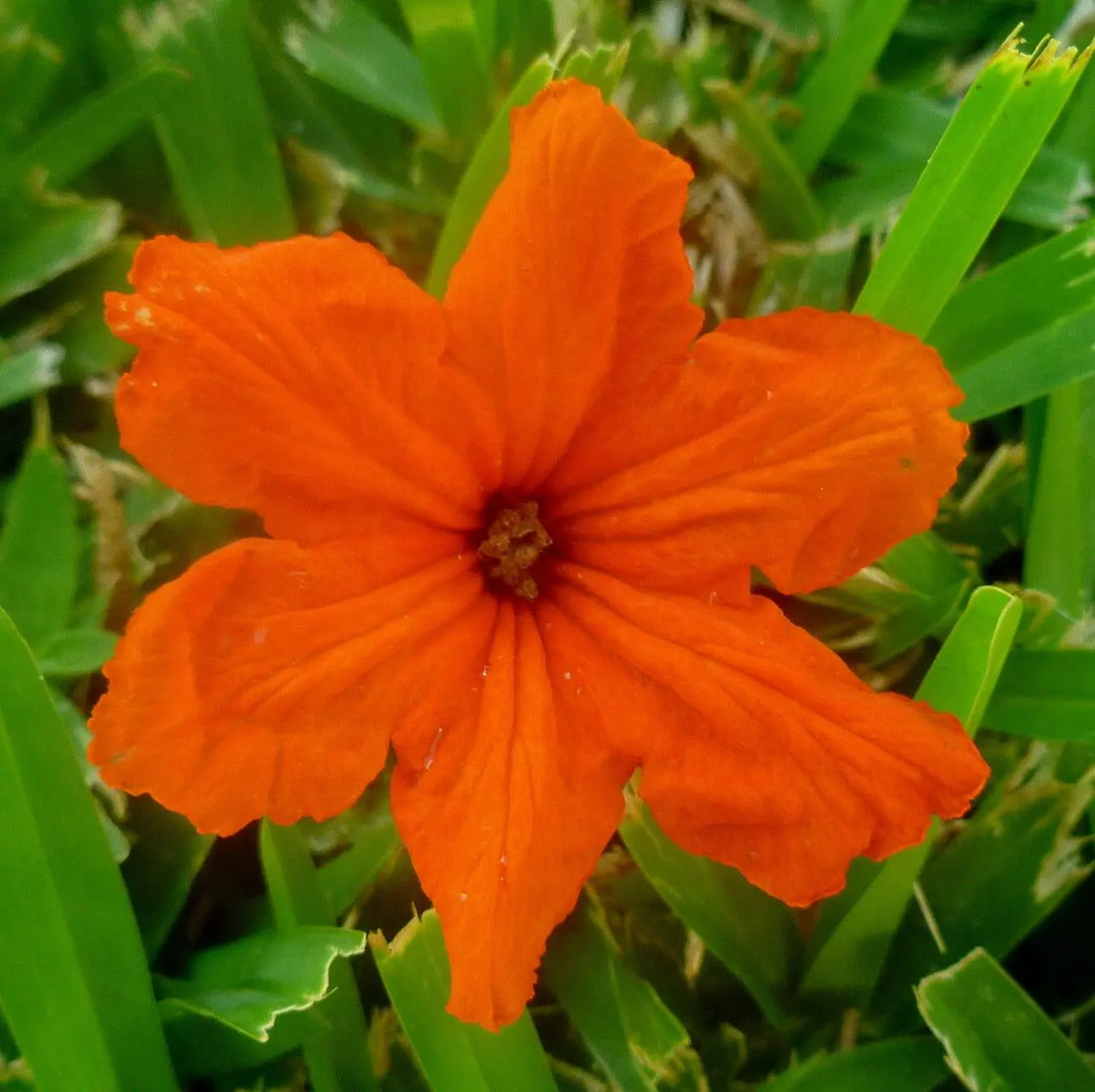 Orange Cordia flower seeds