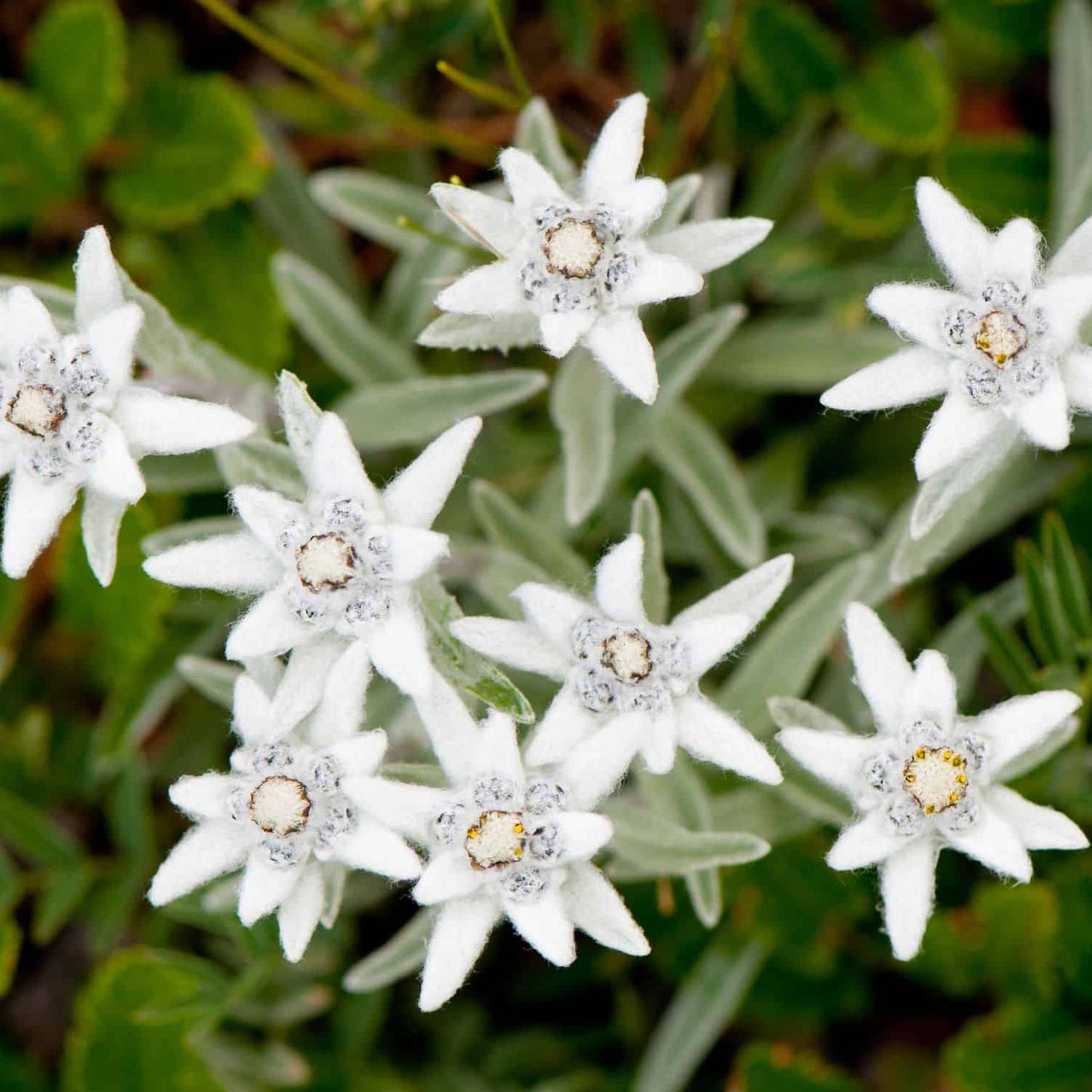 White Edelweiss Ground Flower Seeds with white alpine flowers and silvery foliage