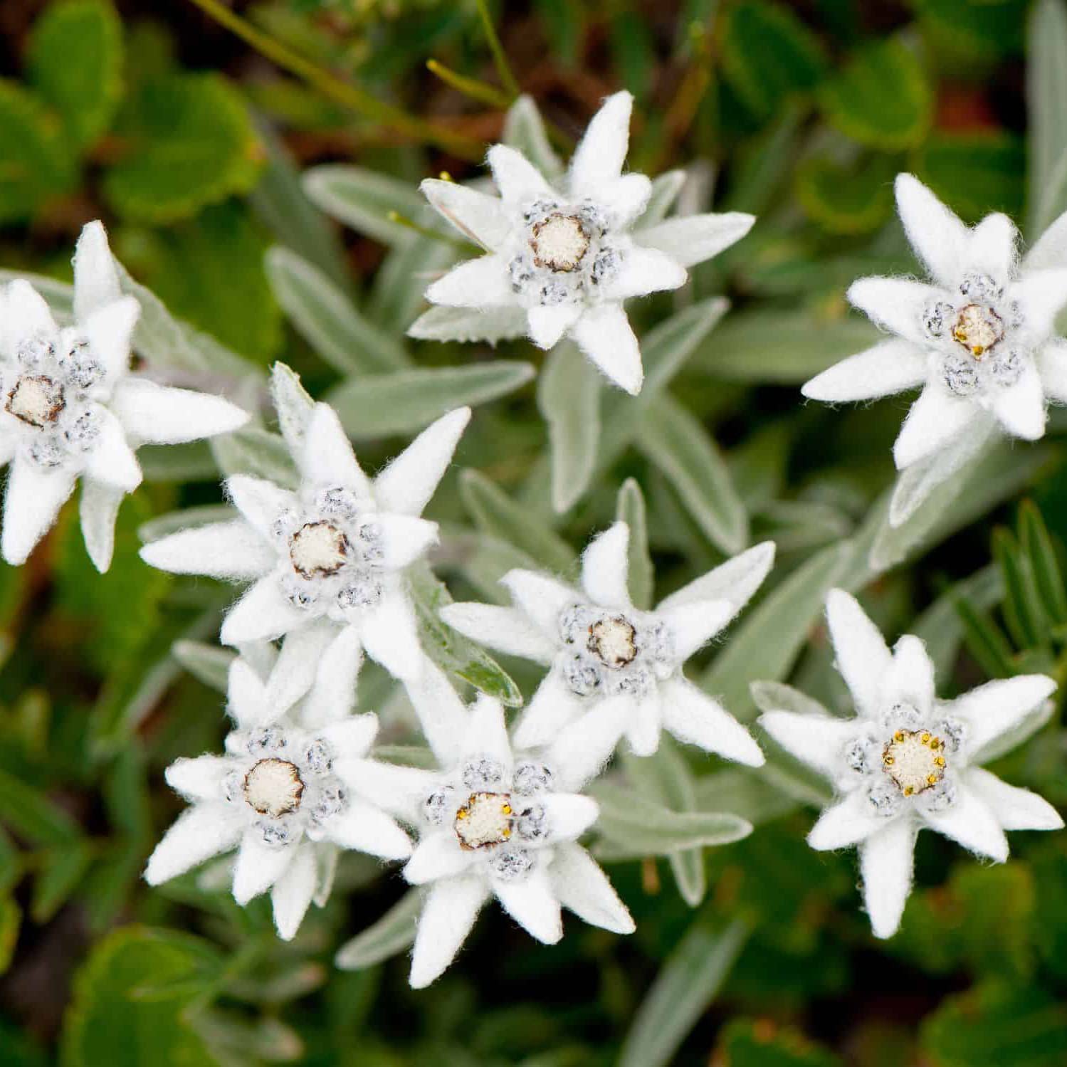 White Edelweiss Ground Flower Seeds with white alpine flowers and silvery foliage