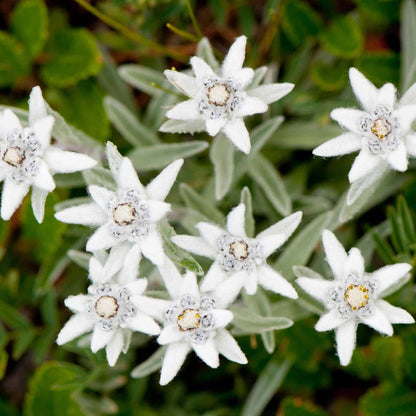 White Edelweiss Ground Flower Seeds with white alpine flowers and silvery foliage