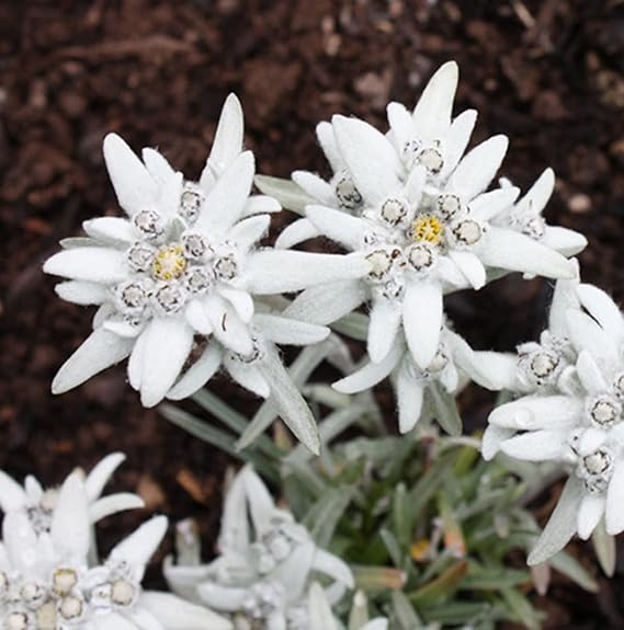 Edelweiss flower seeds