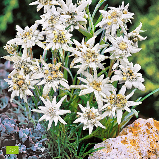 White Edelweiss flower seeds