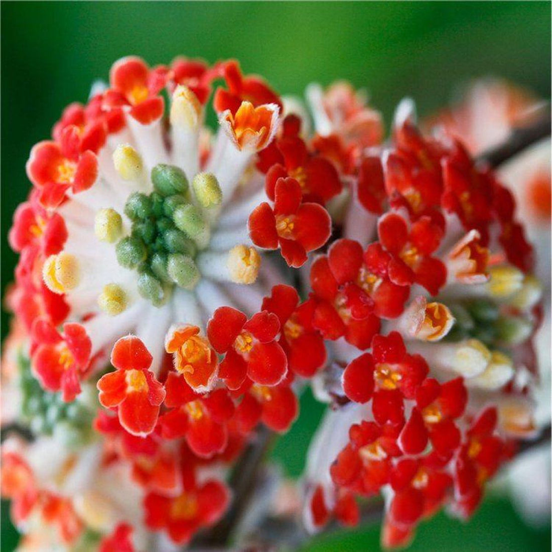 Bright Red flower seeds