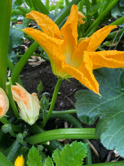 Squash blossom flower seeds growing into healthy squash plants with bright yellow edible flowers in a sunny garden.