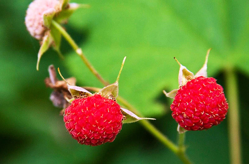 Thimbleberry Fruit Seeds for Planting – Heirloom Non-GMO Garden Seeds