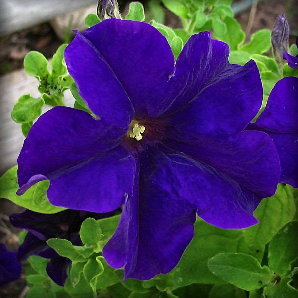 Color Blue Petunia plant