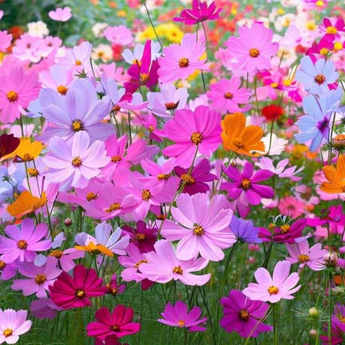 Cosmos Sensation flower seeds