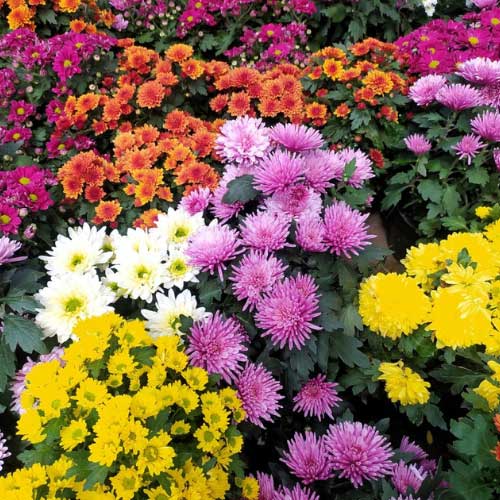 Chrysanthemum Perennial flower seeds
