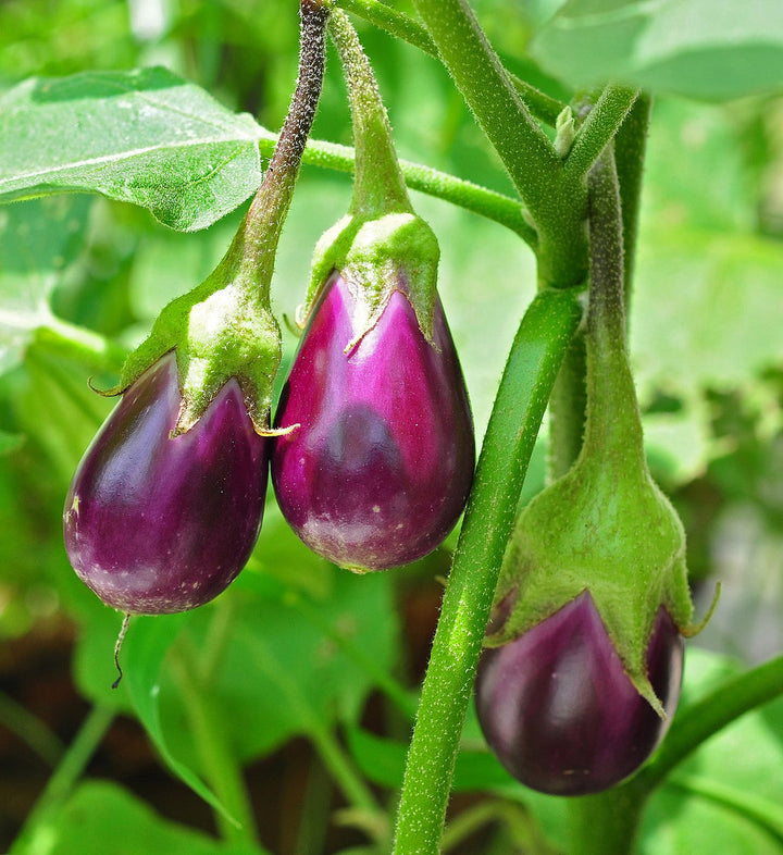 Sweet Eggplant Seeds