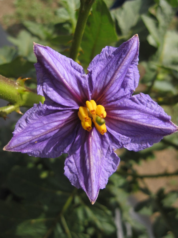 Lavender Eggplant flower seeds