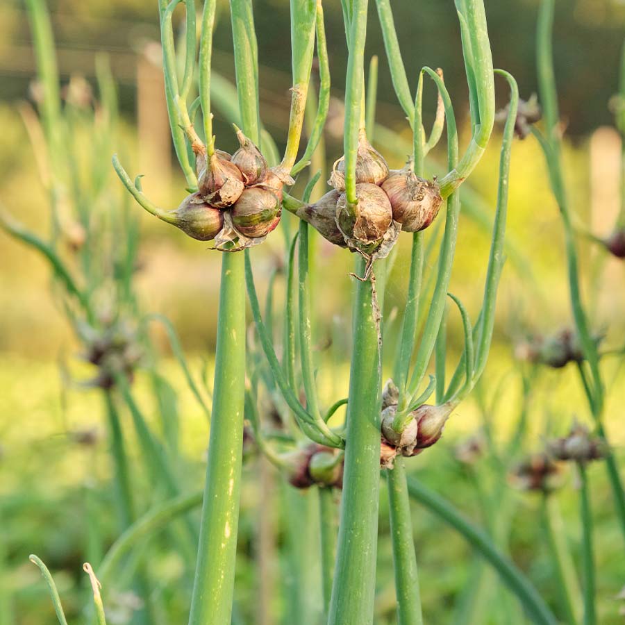 Egyptian walking onion plants with tall green leaves and clusters of small top-set bulbils growing in a vegetable garden.