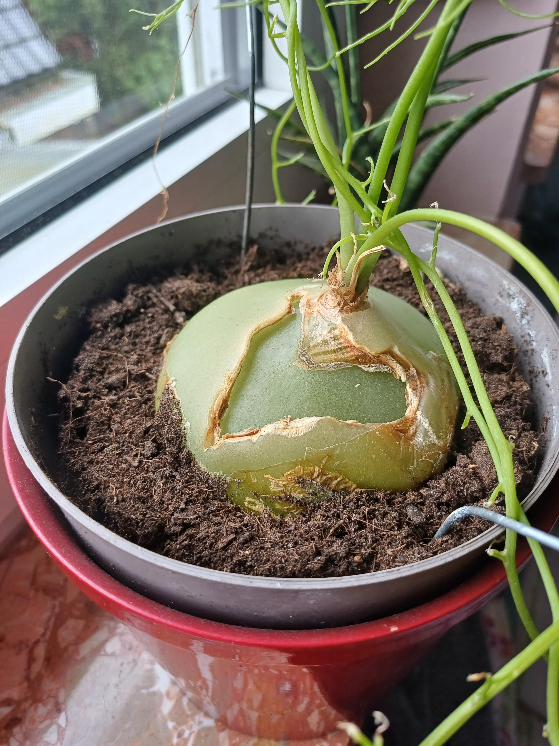 Climbing Onion Vegetable with aerial bulbils growing on tall green onion stalks