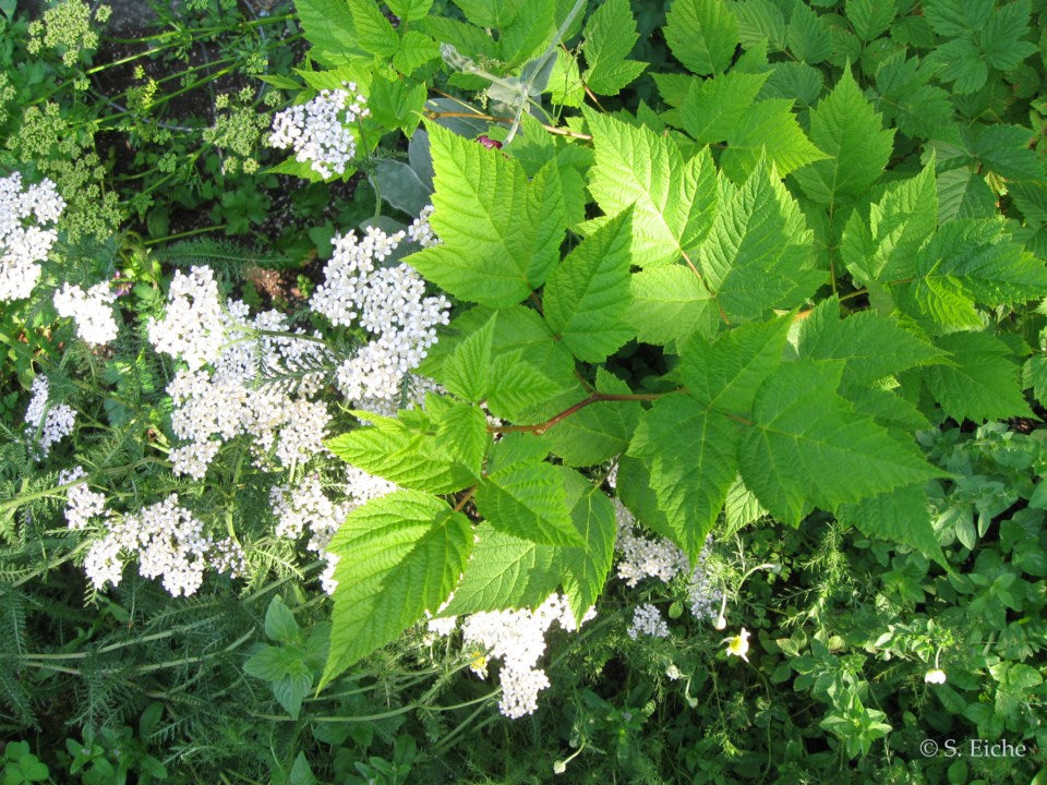 Eiche flower seeds
