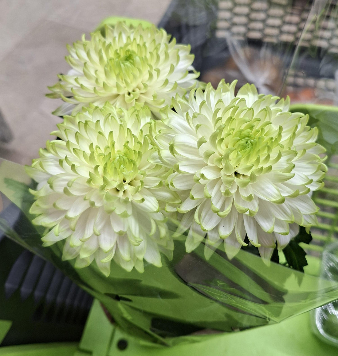 White Green flower seeds
