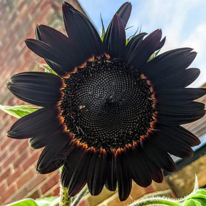 Black Sunflower plant