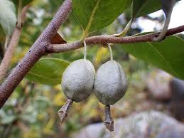 Graines de Chalef argenté (Elaeagnus commutata) à planter – Semences potagères ancestrales sans OGM