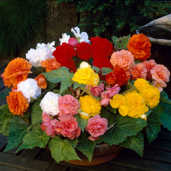 Begonia flower seeds