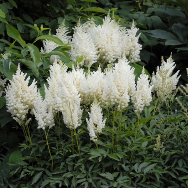 White Astilbe flower seeds