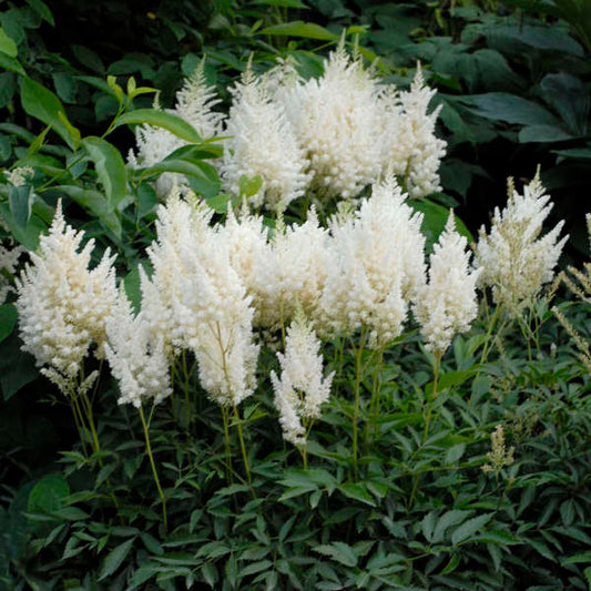 White Astilbe flower seeds