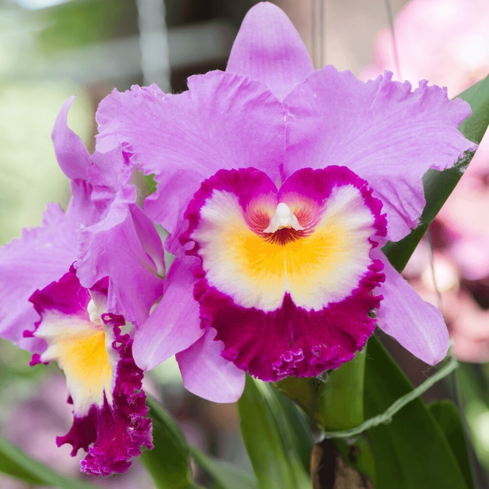 Cattleya Orchid flower seeds