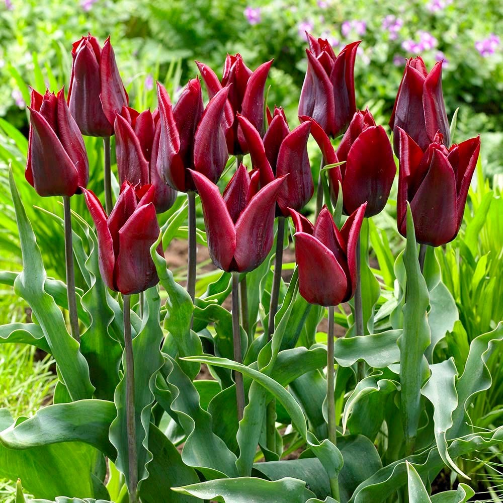 Maroon Tulip flower seeds