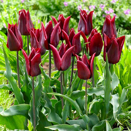 Maroon Tulip flower seeds