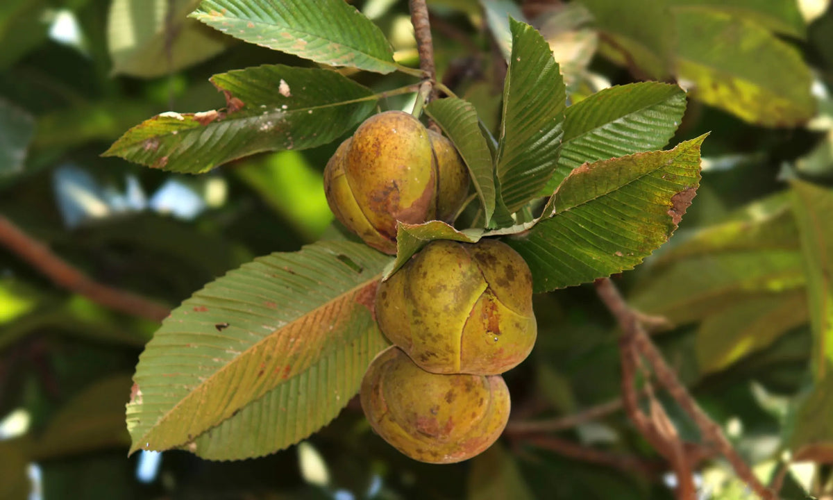 Chalta Elephant Apple (Dillenia indica) fruit tree with broad green leaves, large white flowers, and rounded yellowish-green fruits growing in a tropical garden.